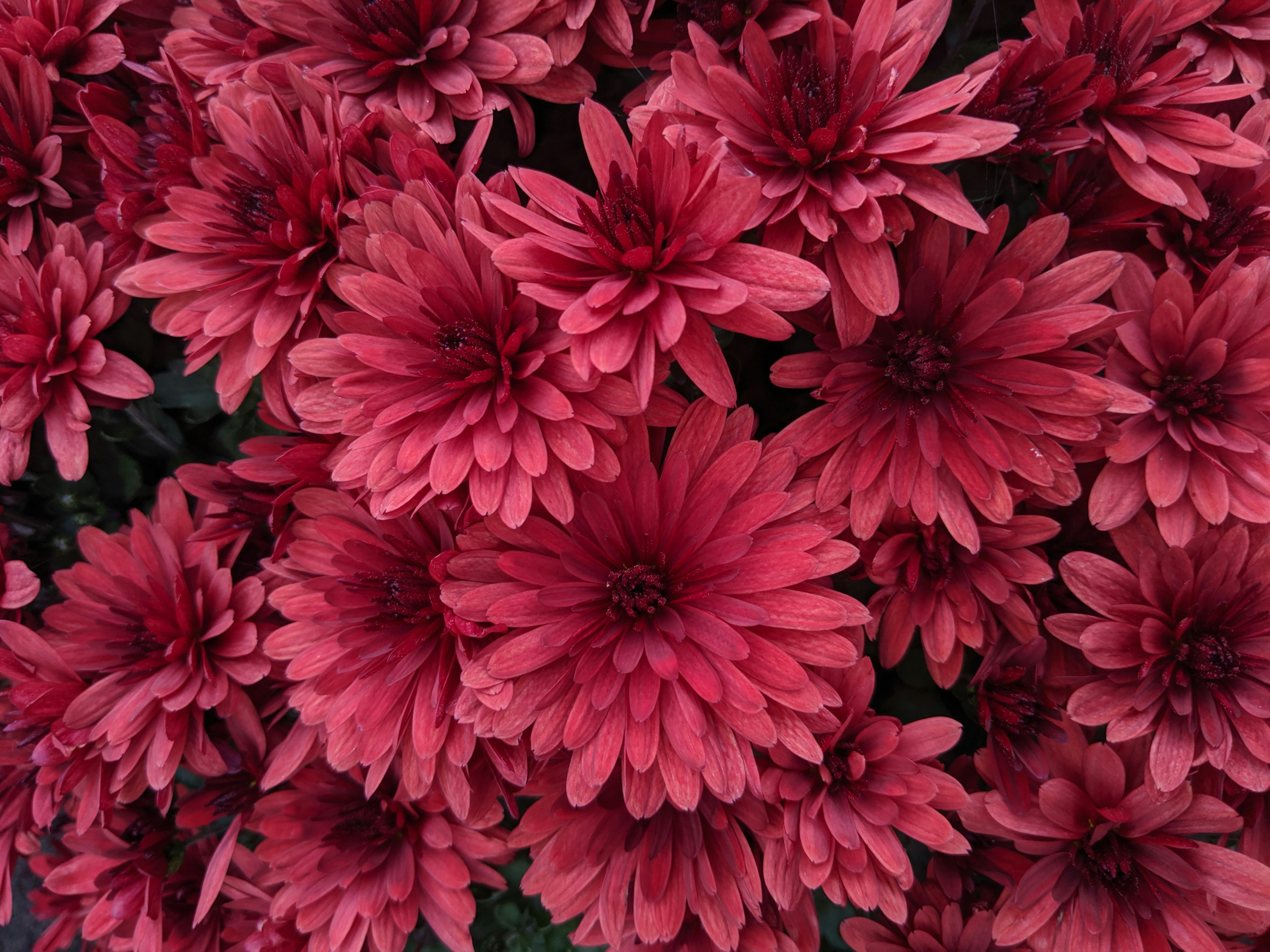markus-winkler-LcaMfWaN28k-unsplash